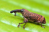 Weevil on a leaf