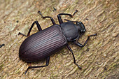 Black beetle