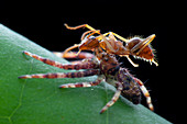 Crab spider preying on ant