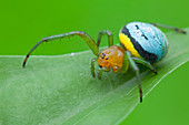 Orb-weaver spider on leaf