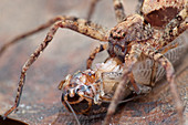 Huntsman spider with prey