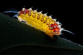 Slug caterpillar