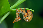 Fruit-piercing moth caterpillar