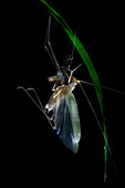 Katydid moulting