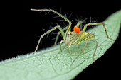 Mite on lynx spider