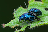 Mating blue leaf beetles