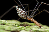 Cellar spider with eggs