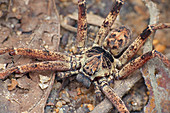 Huntsman spider