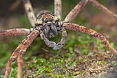 Huntsman spider