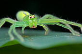 Huntsman spider