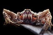 Huntsman spider