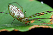 Long-jawed orb weaver spider