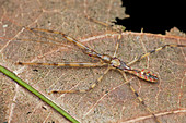 Assassin bug