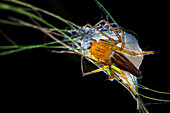 Lynx spider with egg sac