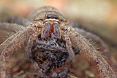 Huntsman spider with prey