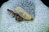 Spittlebug moulting