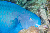 Blue parrotfish