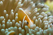 Orange skunk clownfish