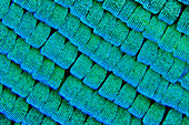 Sea green swallowtail butterfly wing scales, SEM