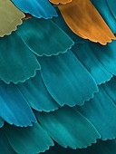 California pipevine swallowtail butterfly wing scales, SEM