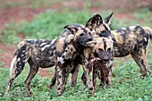 African hunting dogs playing