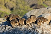 Rock Hyrax family sunning themselves