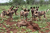 African hunting dogs with Warthog carcass