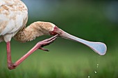 African Spoonbill grooming