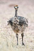 Southern ostrich chick