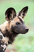 African hunting dog portrait