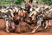 African hunting dogs eating a warthog