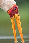 Yellow-billed stork feeding