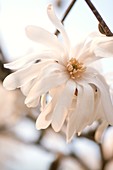 Royal star magnolia (Magnolia stellata) flower