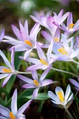 Crocuses (Crocus tommasinianus 'Roseus' and 'Lilac Beauty')