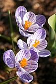 Crocus (Crocus vernus 'Pickwick') in flower