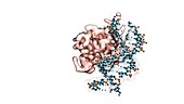 FOXO4 protein in complex with DNA, molecular model