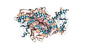 FOXO4 protein in complex with DNA, molecular model