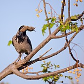 Hooded crow (Corvus cornix) with mouse