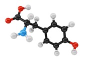 Tyrosine amino acid molecule
