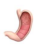 Human stomach, illustration