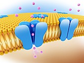Cell ion channels, illustration