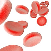 Red blood cells, illustration