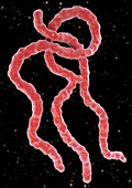 Ebola virus particles, illustration