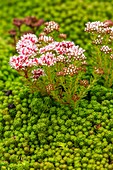 Mossy Stonecrop (Sedum lydium) flowering