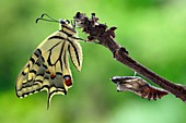 Newly hatched swallowtail butterfly