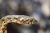 Viperine water snake
