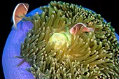 Pink anemone fish