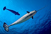 Narwhal, composite image