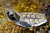 Loggerhead sea turtle