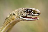 Montpelier snake